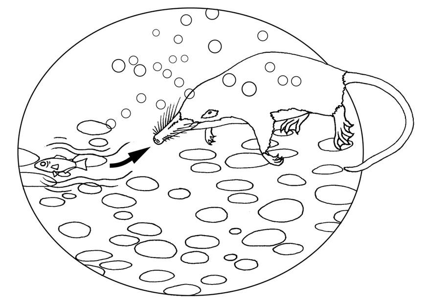 water mole senses vibrations Coloring page water mole senses vibrations