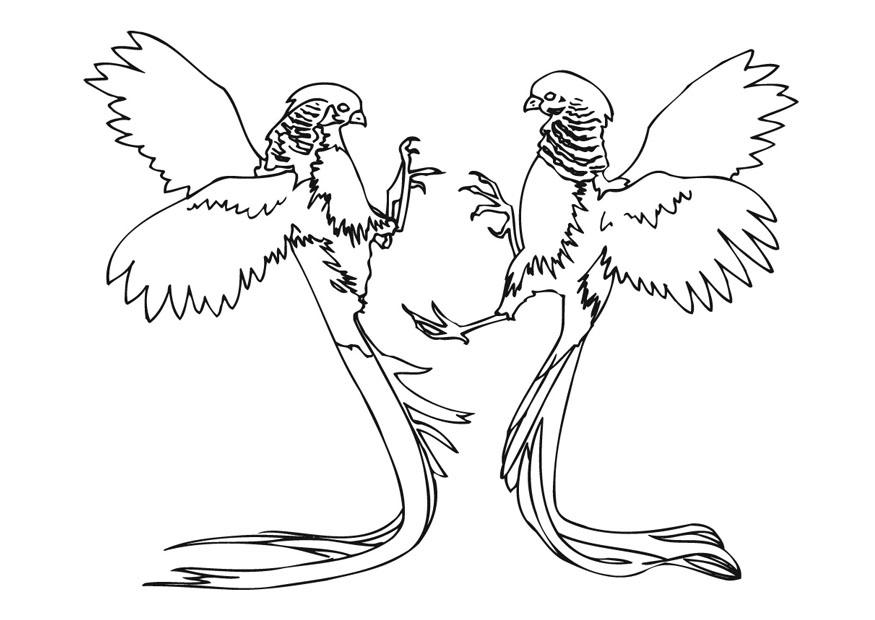 parrots fighting Coloring page parrots fighting