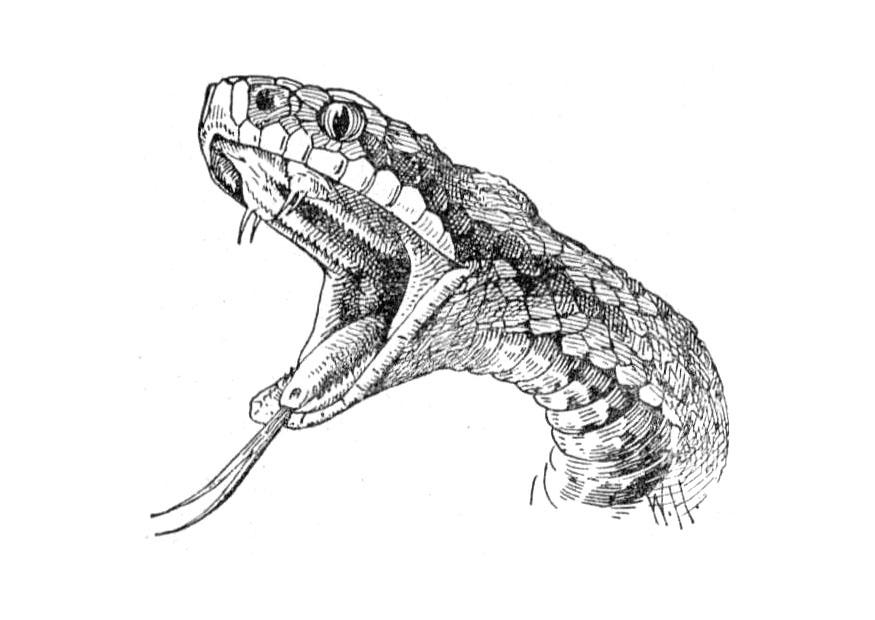 snake Coloring page snake