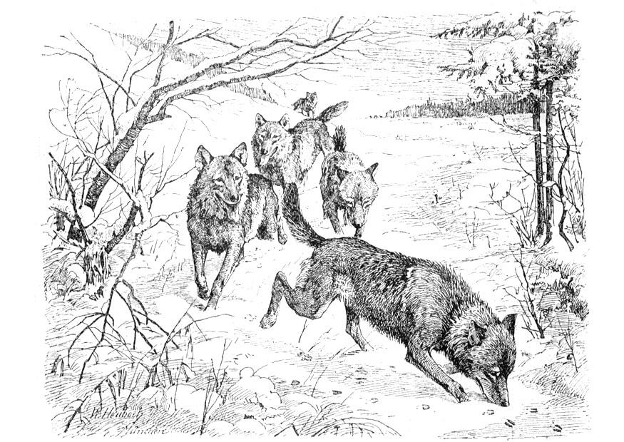 Coloring page wolves