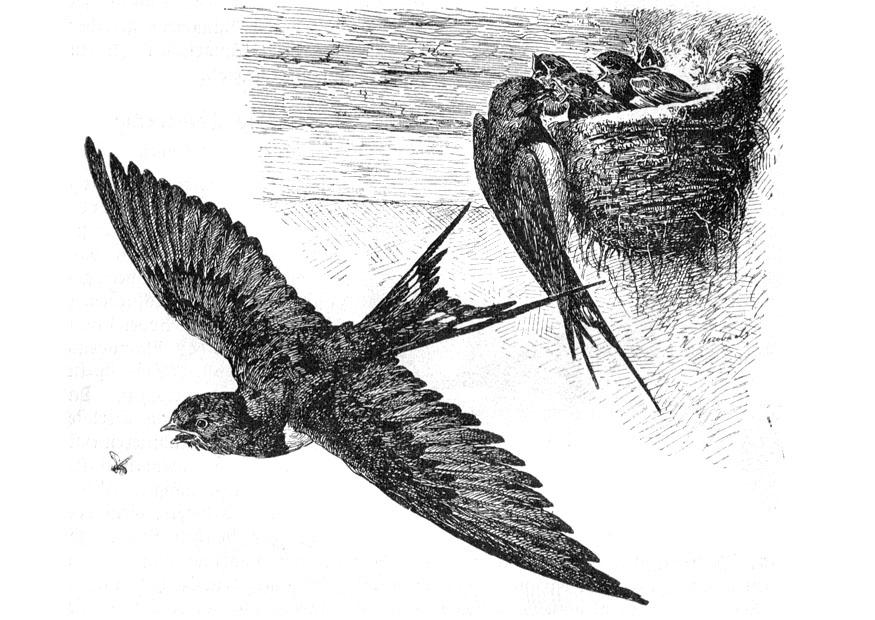 swallow Coloring page swallow