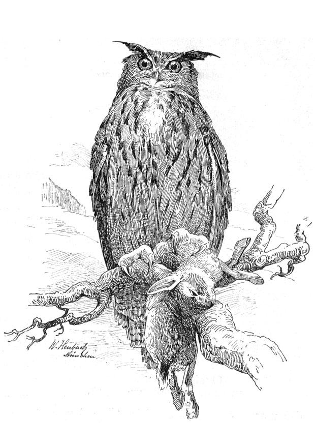 owl Coloring page owl