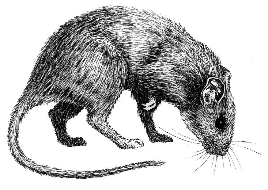 rat Coloring page rat