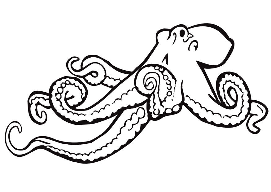 octopus Coloring page octopus