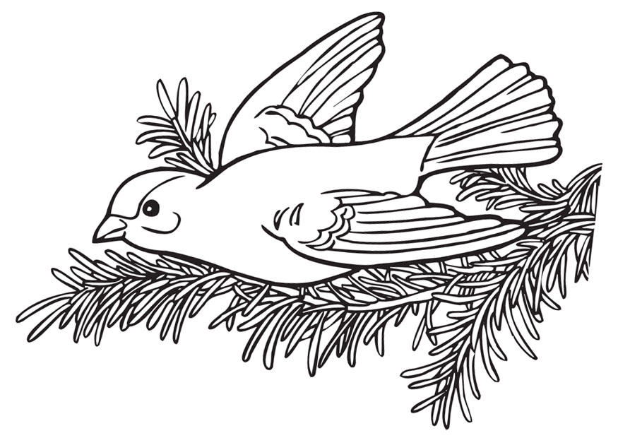 Coloring page bird