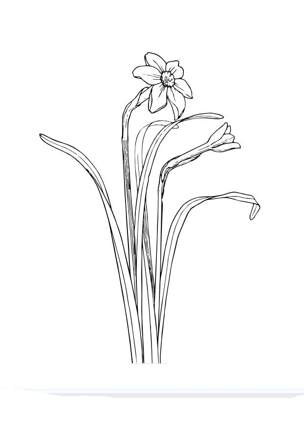 daffodil Coloring page daffodil