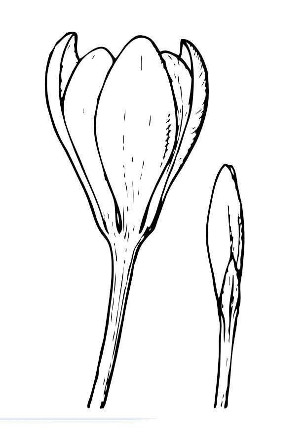 crokus Coloring page crokus