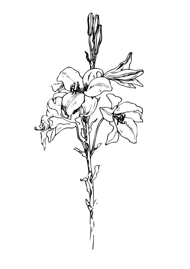 lily Coloring page lily