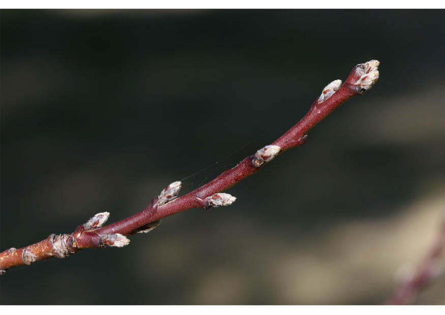 Photo 1. nectarine leaf buds early winter