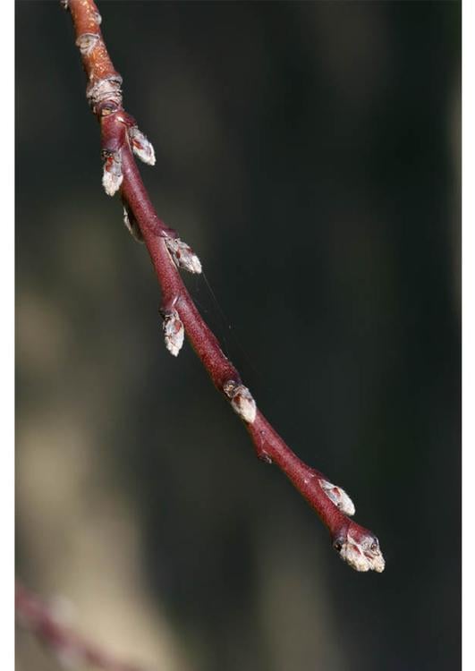 1. nectarine leaf buds early winter