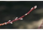 1. nectarine leaf buds early winter