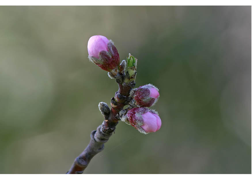 Photo 2. nectarine bud early spring - free printable photos - Img 11029.