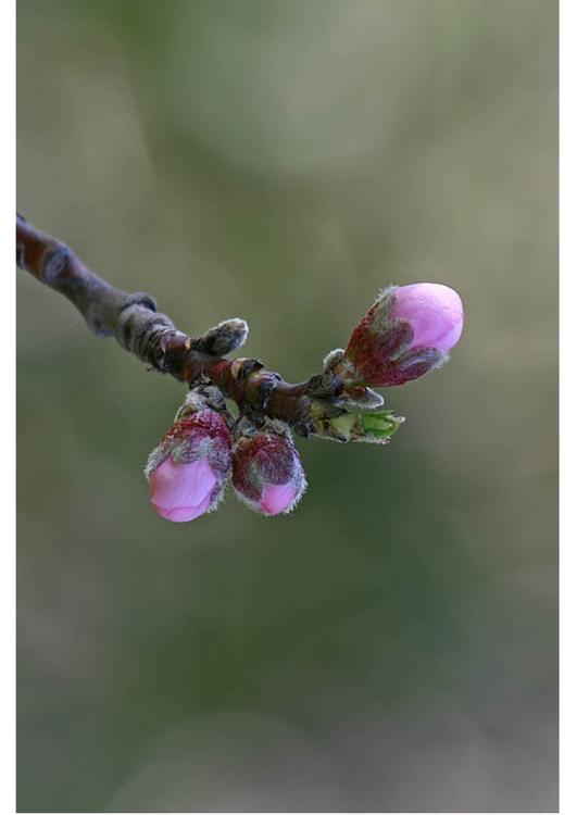 2.  nectarine bud early spring