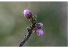 2.  nectarine bud early spring