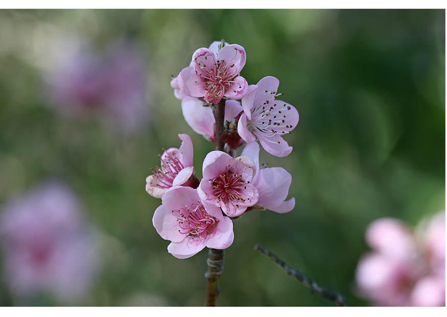 Photo 3.  nectarine flower