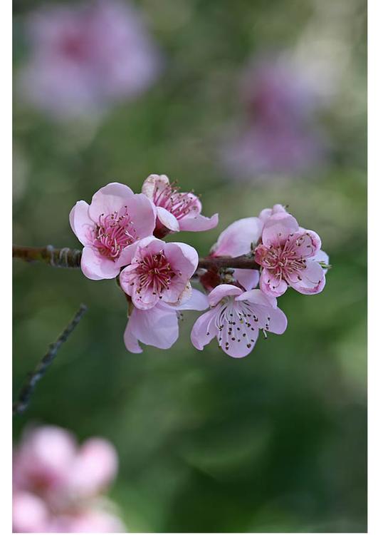 3.  nectarine flower