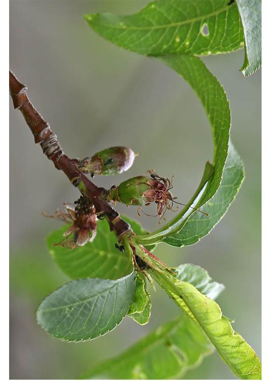 4.  early fruit mid spring