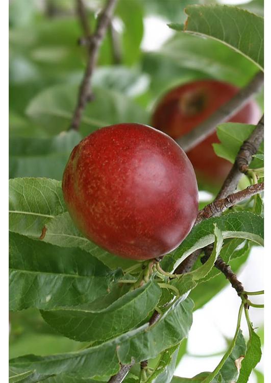 6. ripe nectarine midsummer