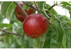 6. ripe nectarine midsummer