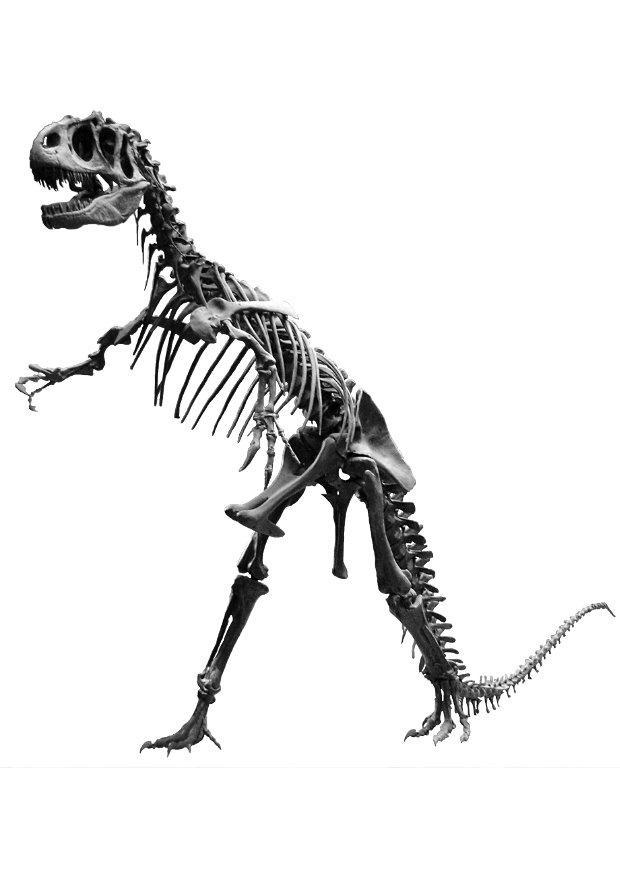 Photo allosaur skull