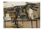 allosaur skull