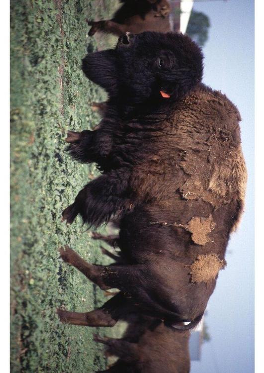 american bison