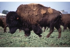 Photo american bison