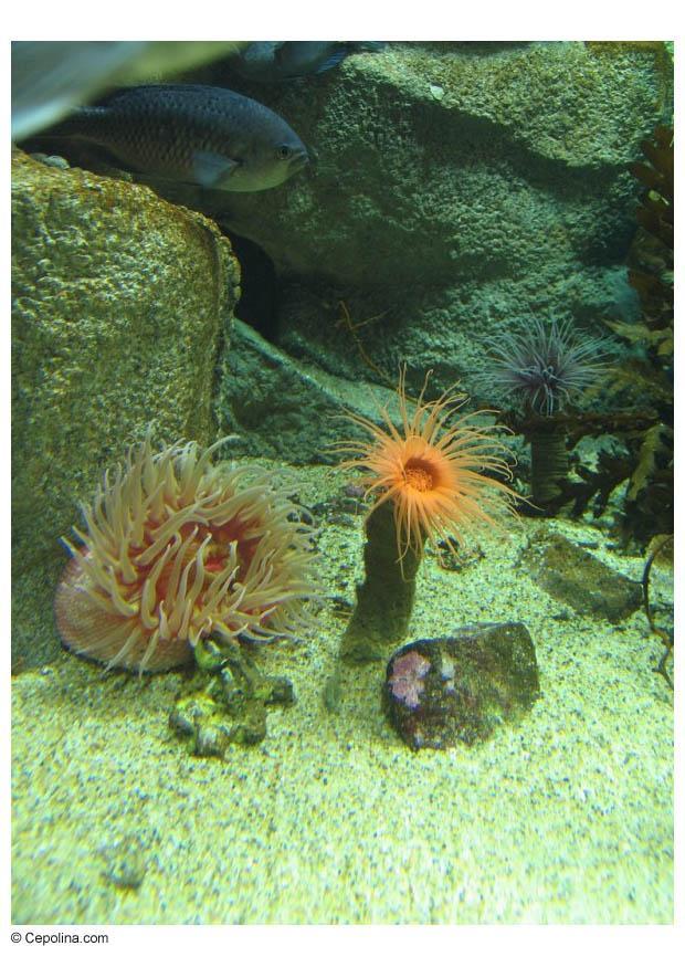 Photo anemone