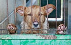 Photos animal suffering