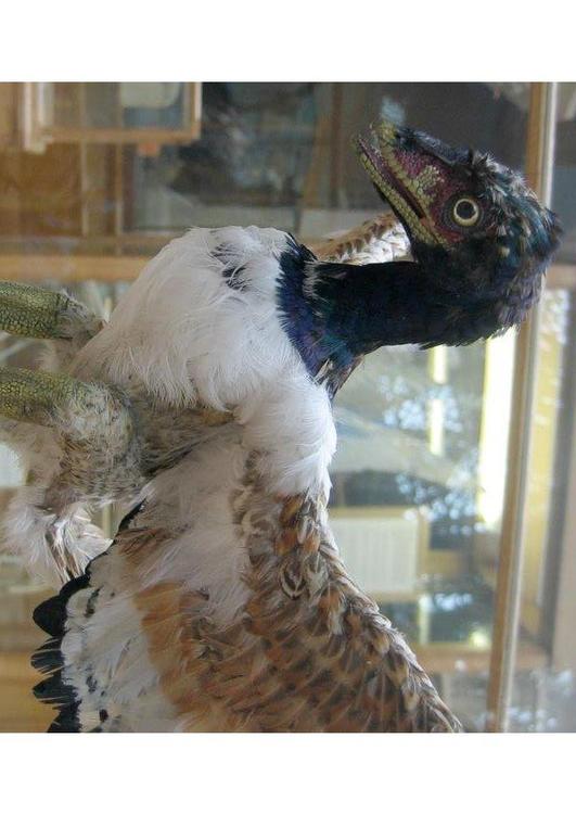 Archaeopteryx (model)