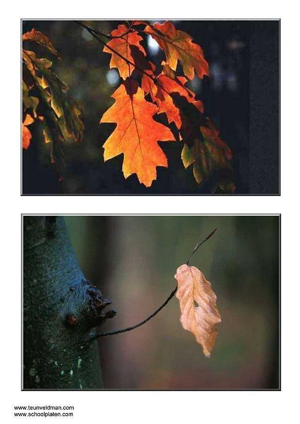 Photo autumn leaves
