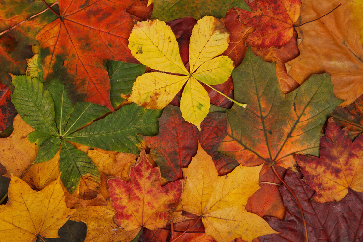 Photo autumn leaves