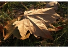 Photos autumn leaves