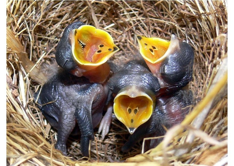 Photo baby birds