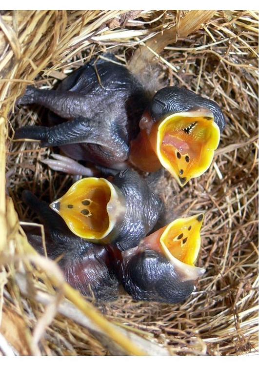 baby birds