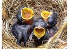 Photos baby birds