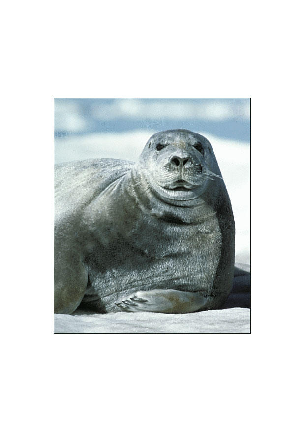 Photo bearded seal
