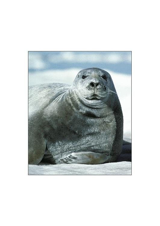 bearded seal