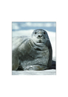 Photos bearded seal