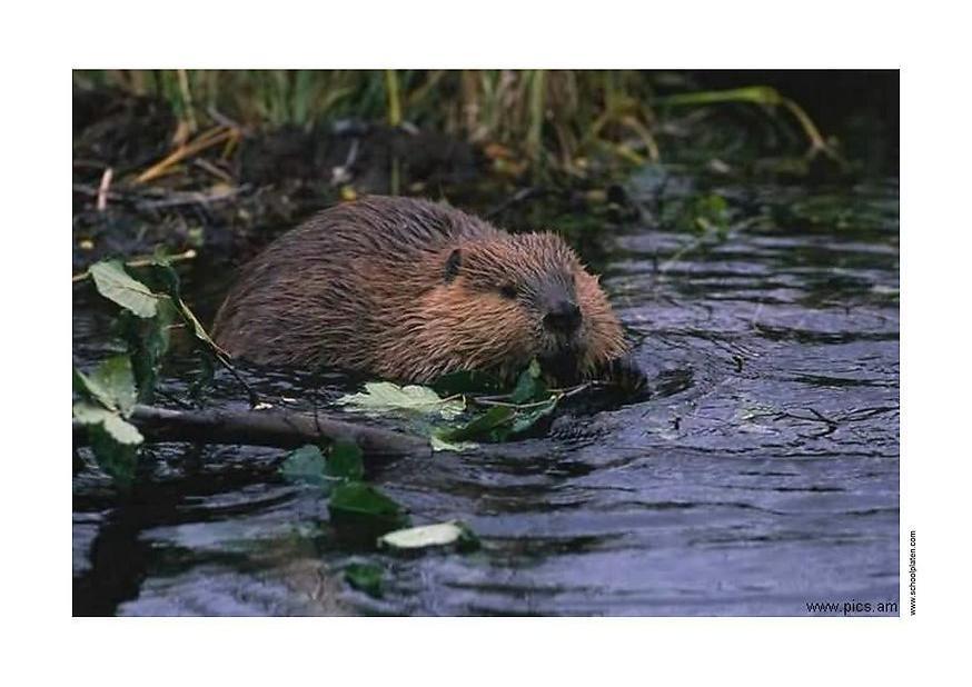 Photo beaver