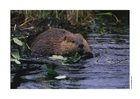 beaver