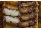 Photo bee larvae