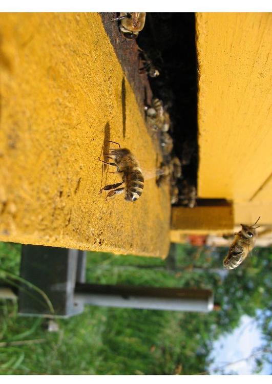 bee near beehive