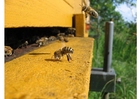 Photos bee near beehive