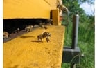 bee near beehive