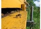 Photo bee near beehive