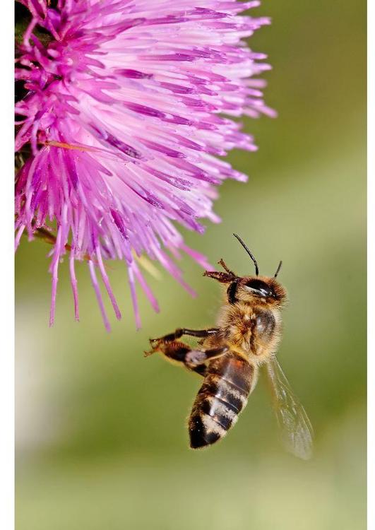 bee on a flower