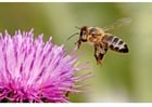 Photos bee on a flower