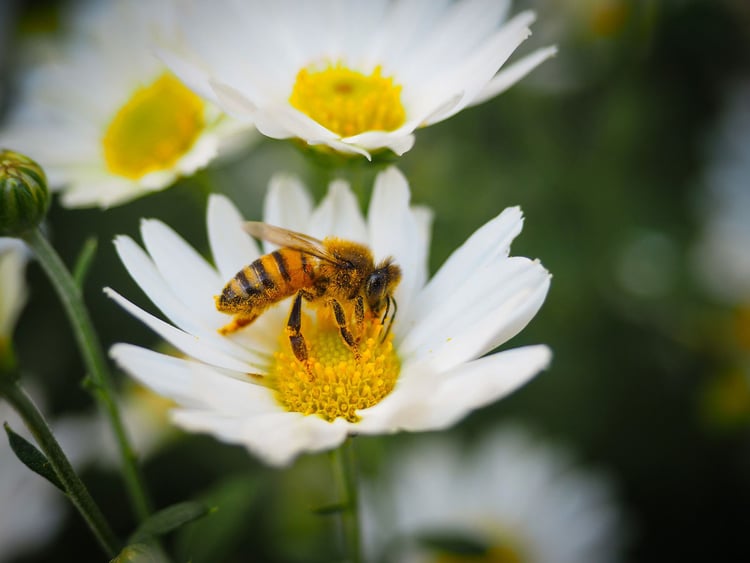 Photo bee on flower