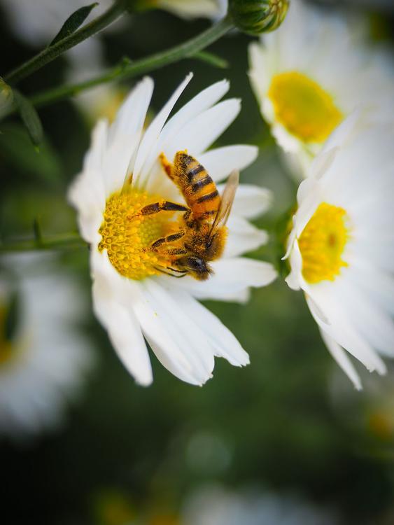 bee on flower